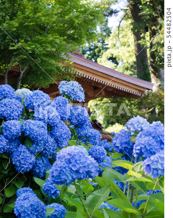 北浦雲昌寺 あじさい 境内 54482504