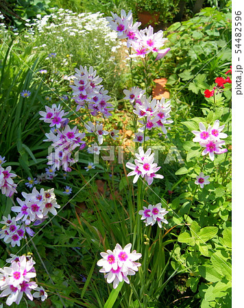 イキシア イキシア 54482596