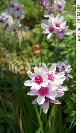 16：9　イキシア 54482684