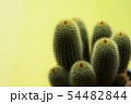 観葉植物・インテリアに可愛いサボテン 54482844