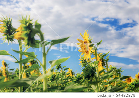 Sunflower of growing at sunrise. Sunflower of growing at sunrise. 54482879