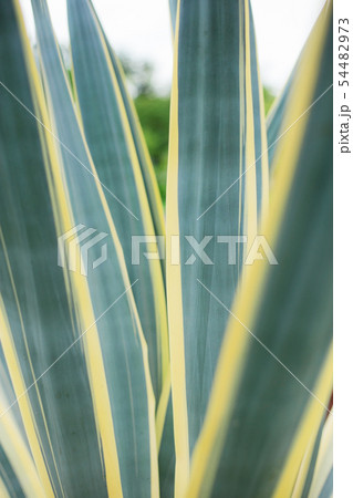 Leaves plant with texture. 54482973