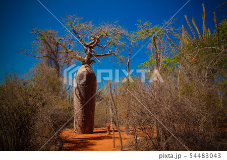 Landscape with Adansonia grandidieri baobab tree 54483043
