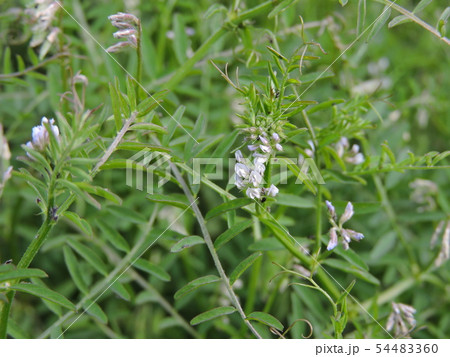 スズメノエンドウ 54483360