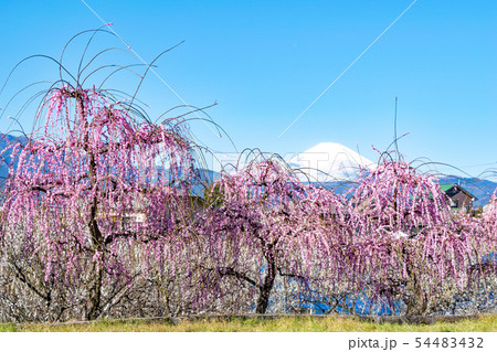 神奈川県・小田原市 曽我別所梅林 シダレ紅梅と富士山 神奈川県・小田原市 曽我別所梅林 シダレ紅梅と富士山 54483432