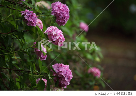 紫陽花 紫陽花 54483502
