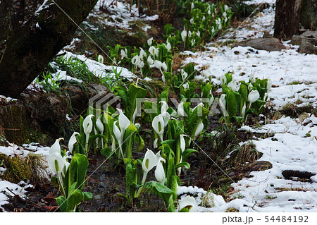 雪と水芭蕉の花 雪と水芭蕉の花 54484192