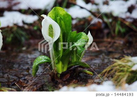雪と水芭蕉の花 雪と水芭蕉の花 54484193