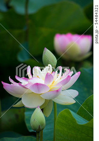 蓮の花11 蓮の花11 54484321