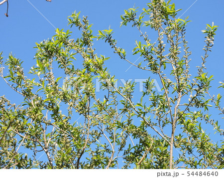 イヌコリヤナギ イヌコリヤナギ 54484640