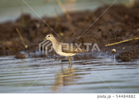 Common sandpiper, Actitis hypoleucos, India 54484882