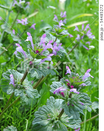 ホトケノザ（仏の座） 54485272