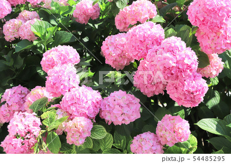 Hydrangea flowers of pink color 54485295
