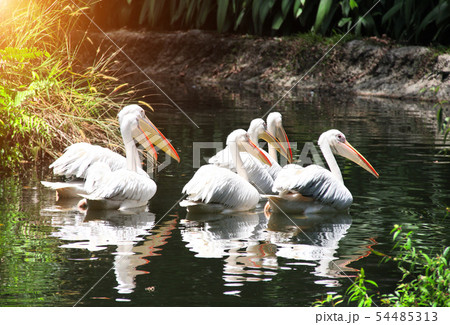 Large white pelicans swimming in a pond 54485313