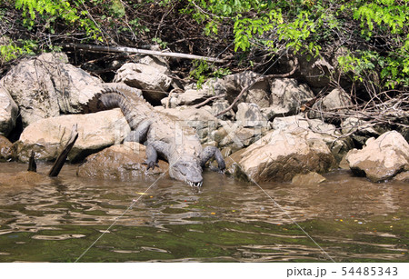 Crocodile in Canyon del Sumidero, Chiapas, Mexico 54485343