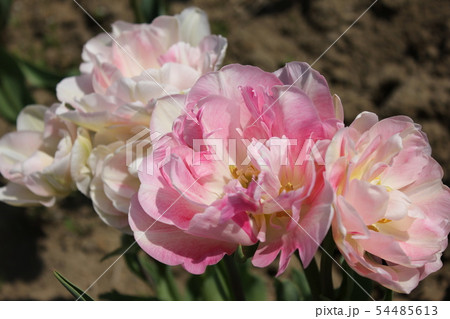 ～チューリップ～　　・・・・アンジェリカ・・・・ 54485613