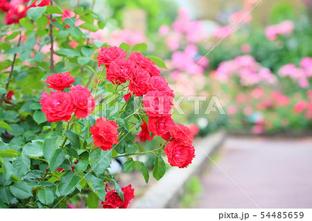 バラの花 ポンテローザ バラの花 ポンテローザ 54485659
