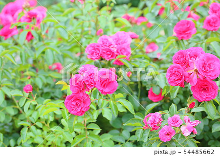 バラの花 エルベーション バラの花 エルベーション 54485662