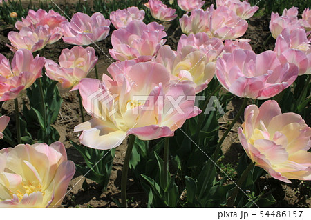 ～チューリップ～　　・・・・アンジェリカ・・・・ 54486157