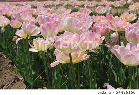 ～チューリップ～　　・・・・アンジェリカ・・・・ 54486166