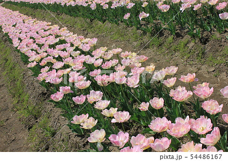 ～チューリップ～　　・・・・アンジェリカ・・・・ 54486167