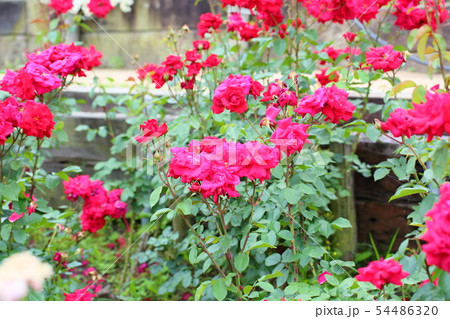 バラの花　ロブロイ 54486320