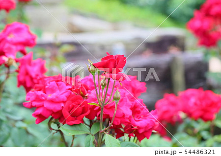 バラの花 ロブロイ バラの花 ロブロイ 54486321