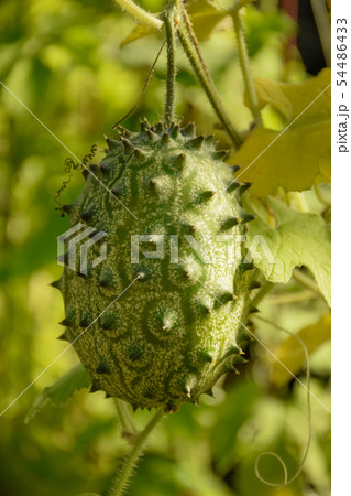 南国果実 キワーノ 南国果実 キワーノ 54486433