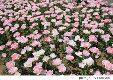 ～チューリップ～　　・・・・アンジェリカ・・・・ 54486560