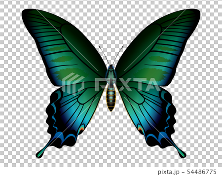 カラスアゲハ イラストのイラスト素材