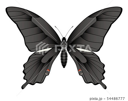 クロアゲハ　イラスト 54486777