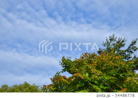秋空と紅葉 秋空と紅葉 54486778