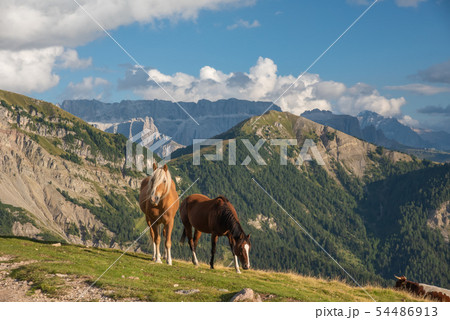Horse over Dolomite landscape Geisler Odle mountain Dolomites Group Val di Funes 54486913