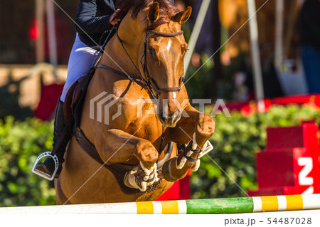 Horse Head Feet Jumping Pole Closeup Action Horse Head Feet Jumping Pole Closeup Action 54487028