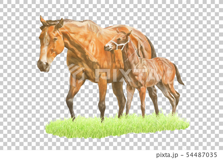 馬の親子 イラストのイラスト素材