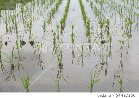 田植え後の稲作イメージ 54487350