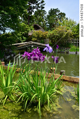 梅宮大社 54487408