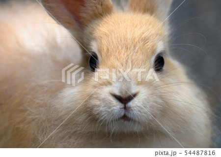うさぎのアップ うさぎのアップ 54487816