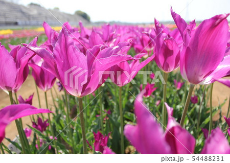 ～チューリップ～　　・・・・ユメノムラサキ・・・・ 54488231