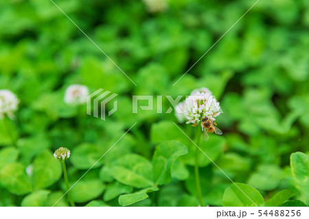 クローバで蜜を集めるミツバチ 54488256