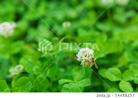 クローバで蜜を集めるミツバチ 54488257