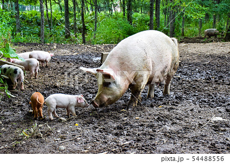 親子の豚さん 親子の豚さん 54488556
