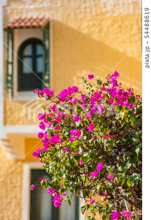 Romantic vintage arabic window and bougainvillea flowers Romantic vintage arabic window and bougainvillea flowers 54488619