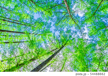 新緑の落葉松 54488662