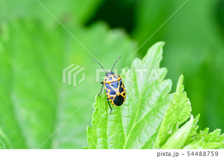 ヒメナガメ ヒメナガメ 54488759