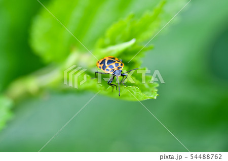 ヒメナガメ ヒメナガメ 54488762