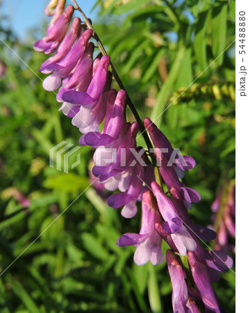 クサフジ クサフジ 54488880