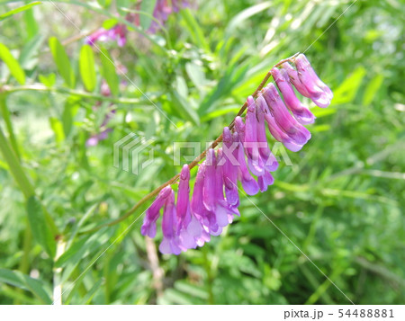 クサフジ クサフジ 54488881