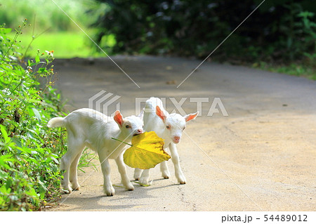 ヤギ ヤギ 54489012