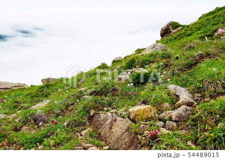 早池峰山 小田越コース 五合目辺りのお花畑と雲海 早池峰山 小田越コース 五合目辺りのお花畑と雲海 54489015
